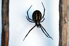 Orb Weaver On White Web Royalty Free Stock Photo Orb Weaver On White Web Royalty Free Stock Photo