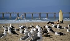 Sea Gulls And Surfers Royalty Free Stock Images