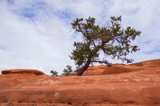 Isolated Tree On The Rock Stock Images Isolated Tree On The Rock Stock Images