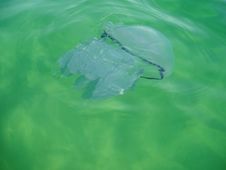 Jellyfish Royalty Free Stock Photography Jellyfish Royalty Free Stock Photography
