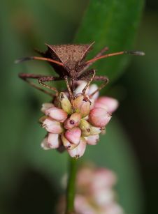 Stink Bug On Flower Royalty Free Stock Image Stink Bug On Flower Royalty Free Stock Image