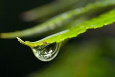 Raindrop Close-Up Stock Image