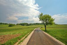 Tree, Path And Meadow Royalty Free Stock Photo Tree, Path And Meadow Royalty Free Stock Photo