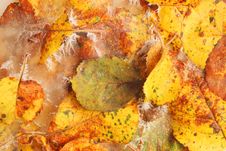 Frosted Yellow Fall Leaves Royalty Free Stock Images Frosted Yellow Fall Leaves Royalty Free Stock Images