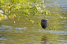 Paper Wasp Hive Stock Photography Paper Wasp Hive Stock Photography