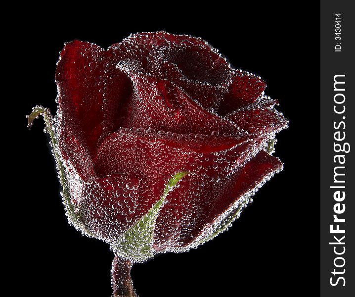 Close-up of red rose under water