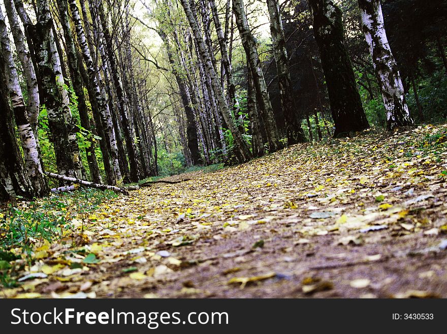 Footpath between trees in the autumn wood, removed in a nonconventional foreshortening.
Picture taken just outside
Moscow, Russia in October 2007
(Canon 400D)
Please give me a message if you find this image useful!. Footpath between trees in the autumn wood, removed in a nonconventional foreshortening.
Picture taken just outside
Moscow, Russia in October 2007
(Canon 400D)
Please give me a message if you find this image useful!