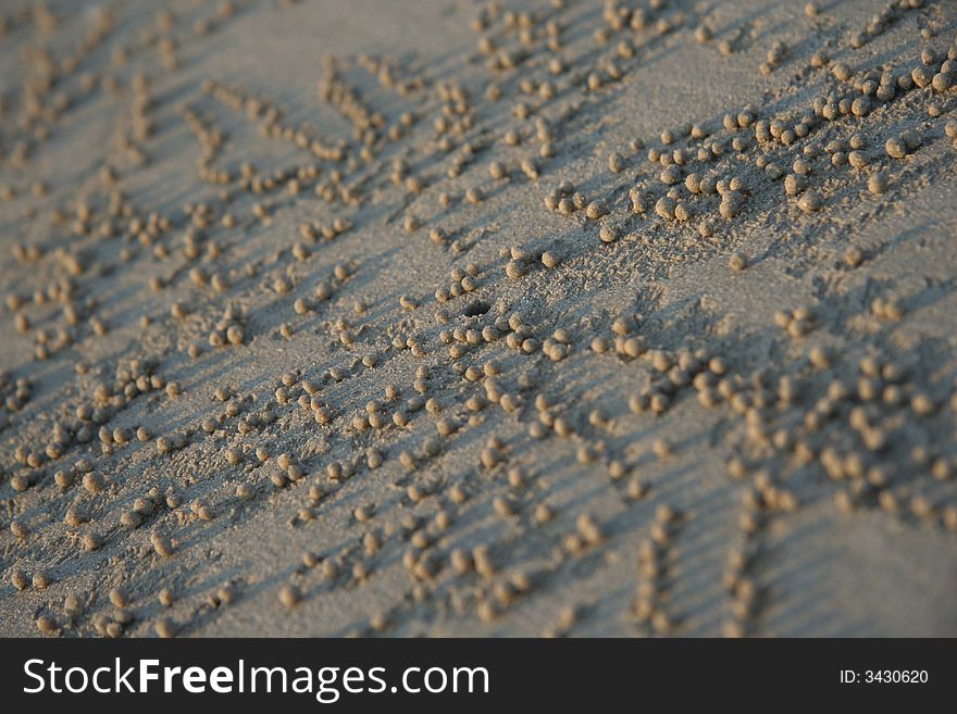 Small balls of sand rolled by crab that radiate from crab burrow