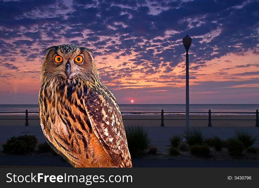 An young owl at an early morning. An young owl at an early morning