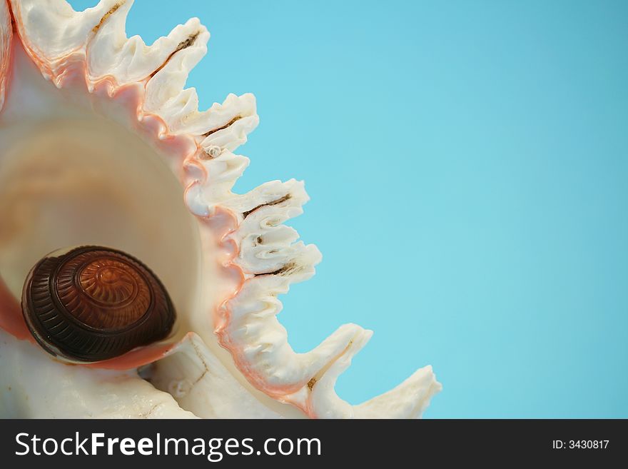 A detail of chocolate seashell in a real white seashell, blue background. A detail of chocolate seashell in a real white seashell, blue background.