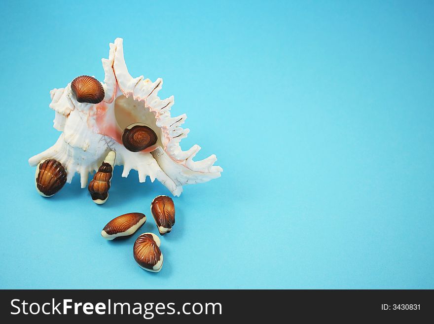 Chocolate seashells with a real white seashell, blue background. Chocolate seashells with a real white seashell, blue background.