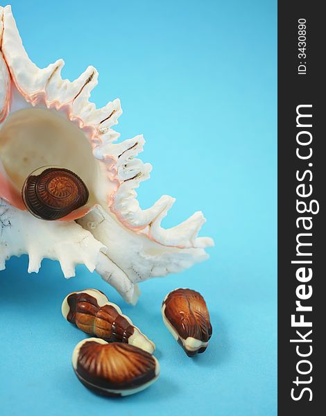 Chocolate seashells with a real white seashell, blue background. Chocolate seashells with a real white seashell, blue background.