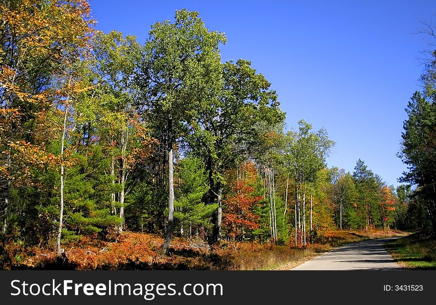 Drive through colorful trees during autumn time. Drive through colorful trees during autumn time