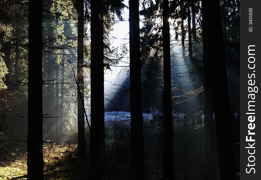Sunray In Forest