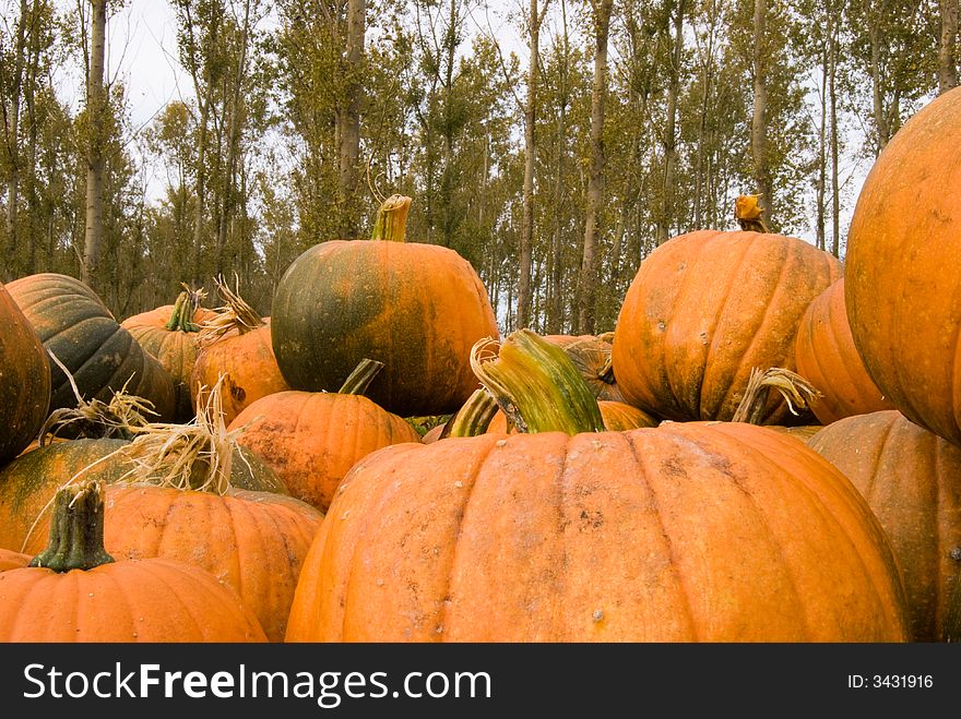 Fall (autum) Pumpkins