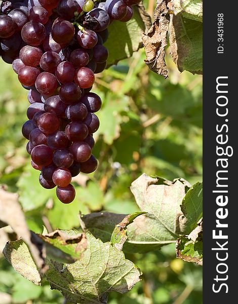 Ripe grape in vineyard detail