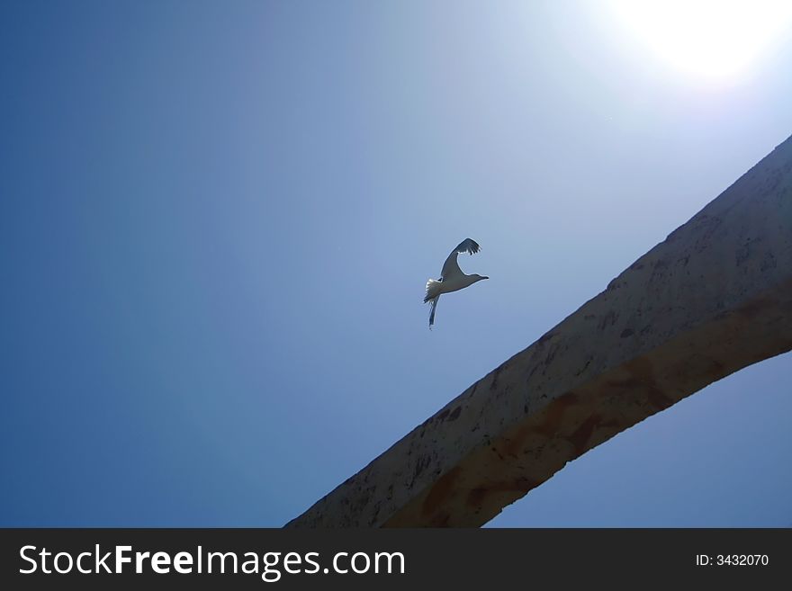 Gull flies into the sun. Gull flies into the sun