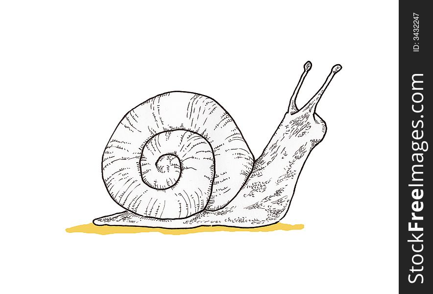 An ink illustration of a snail. An ink illustration of a snail.