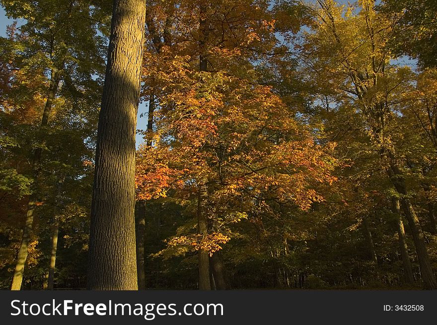 Sunlight on red orange and gold autumn leaves