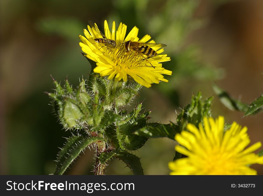 Bee and its baby gathering nectar of yellow flowers. Bee and its baby gathering nectar of yellow flowers.