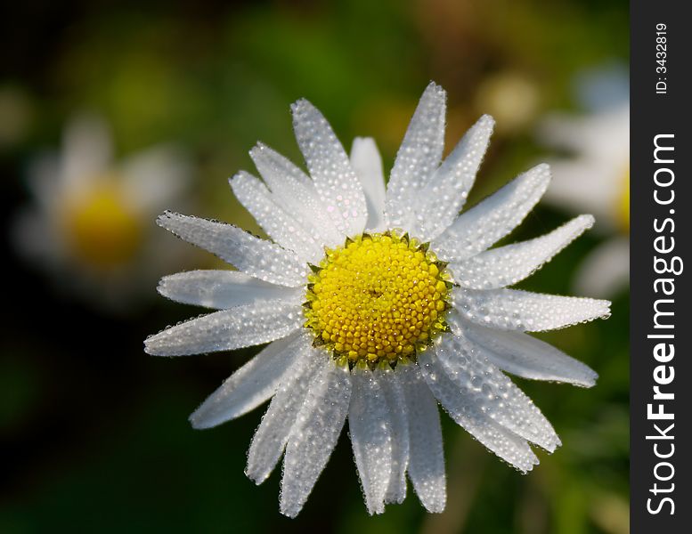 Wet from morning dew flowers of a chamomile. Shallow DOF. Close-up, macro. Wet from morning dew flowers of a chamomile. Shallow DOF. Close-up, macro.