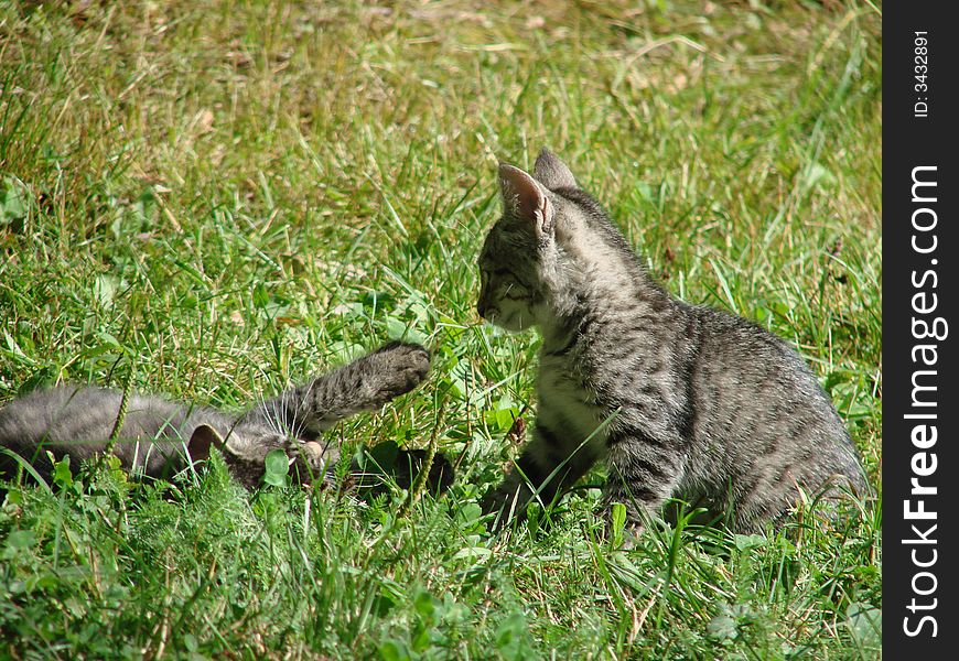 Kittens playing in the grass. Kittens playing in the grass