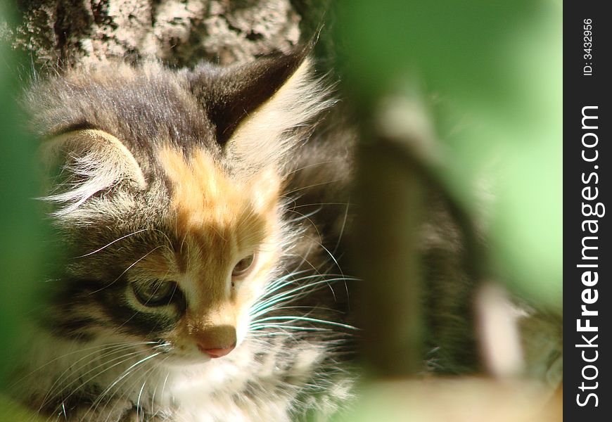 Kitten Under The Bush