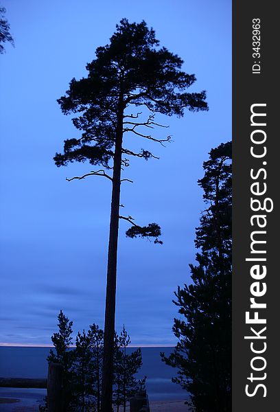 Lonely pine-tree in the dark and quiet autumn night. Lonely pine-tree in the dark and quiet autumn night