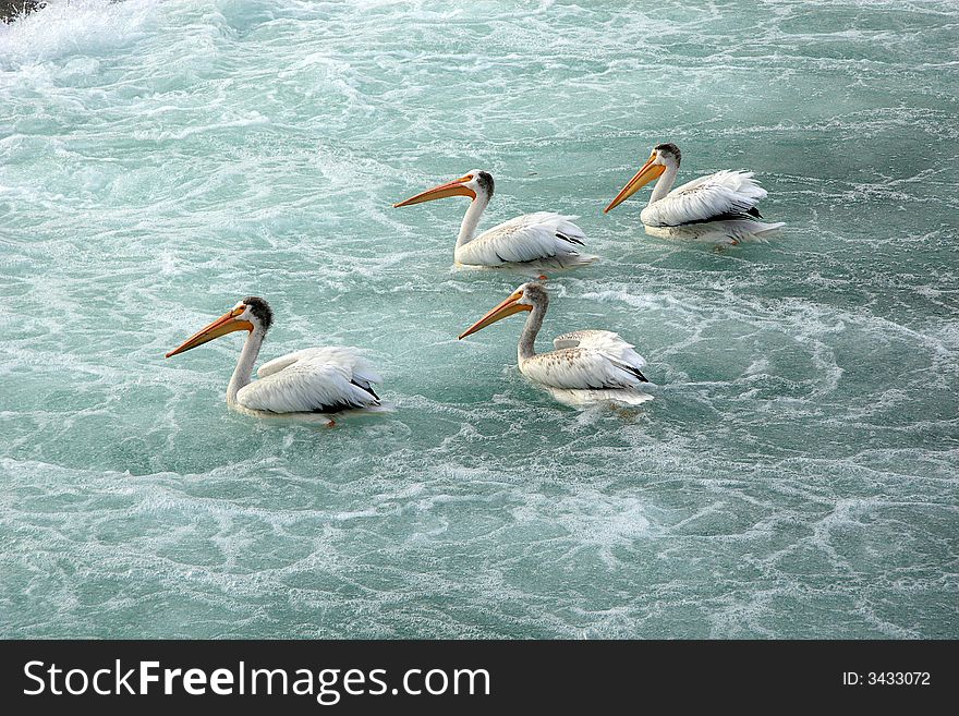 American White Pelicans on Bow river, Calgary, Alberta. American White Pelicans on Bow river, Calgary, Alberta