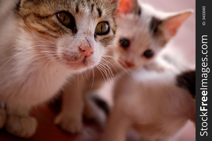 Cute cat with two little kittens. Cute cat with two little kittens