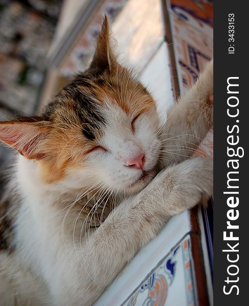 Cat sleeping on a ceramic table. Cat sleeping on a ceramic table