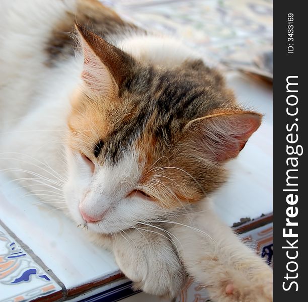 Cat sleeping on a ceramic table. Cat sleeping on a ceramic table