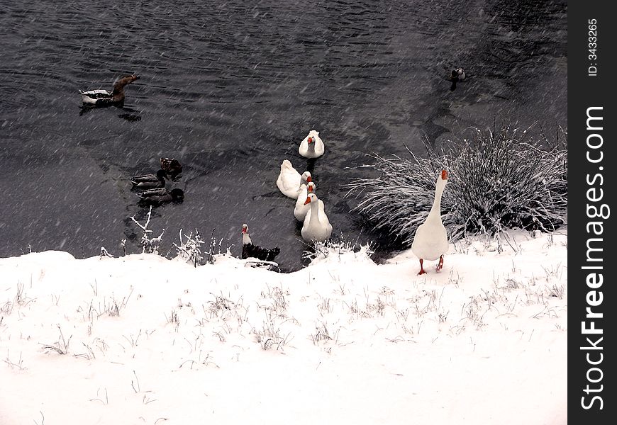 Winterl and with goose on the water and in the snow. Winterl and with goose on the water and in the snow