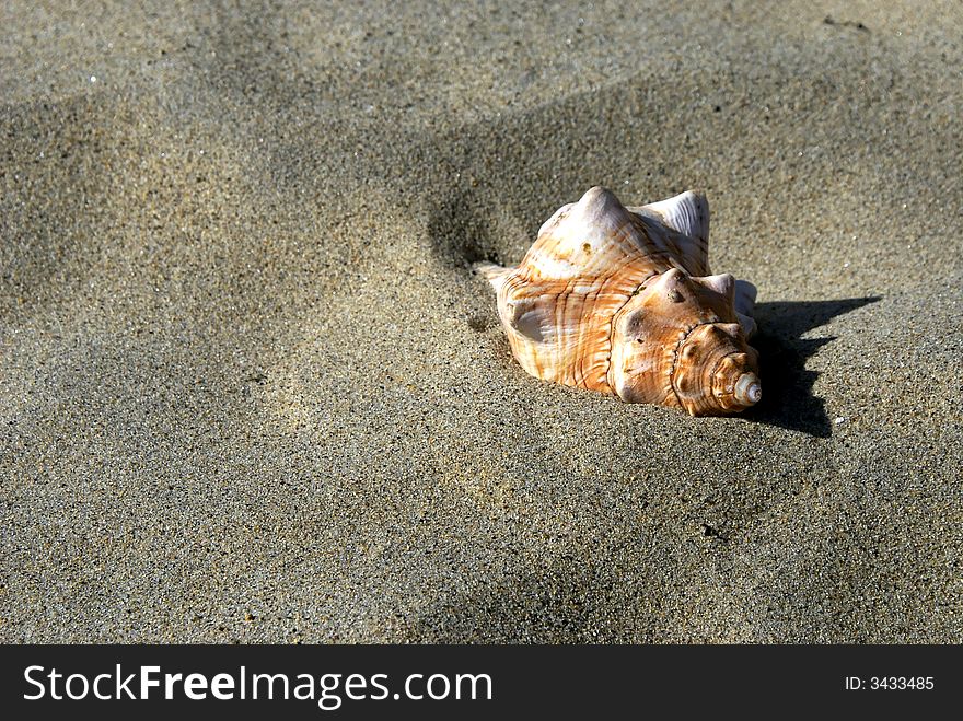 A large conch sea shell half buried in the sand at revere beach, massachusetts. A large conch sea shell half buried in the sand at revere beach, massachusetts