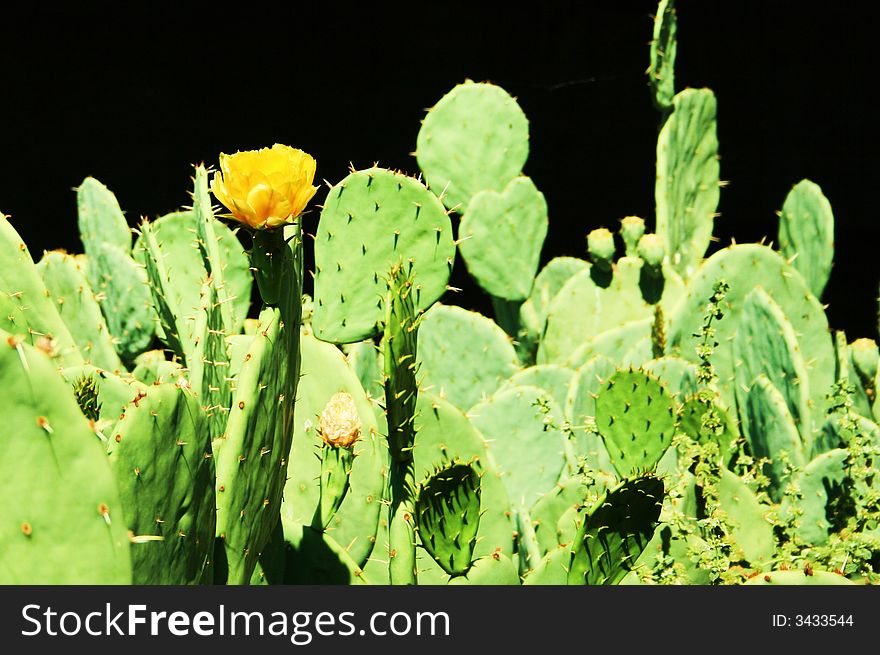 Single Yellow Cactus Flower