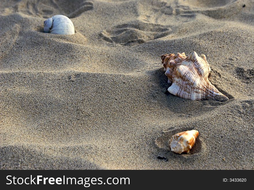 Three different sea shells on the beach in the sandy dunes. Three different sea shells on the beach in the sandy dunes.