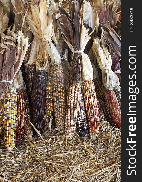 Autumn corn in a row on straw bed