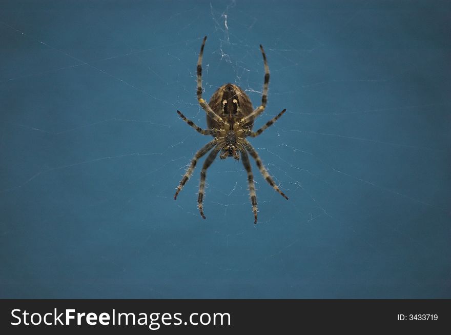 Cross spider with blue background - macro shot