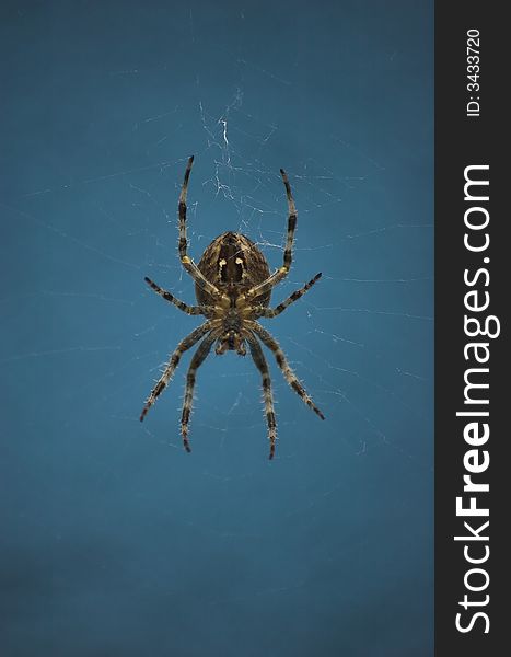 Cross spider with blue background - macro shot