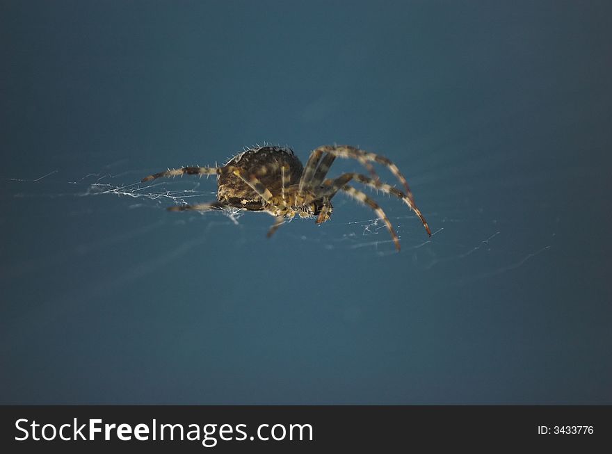 Cross spider with blue background - macro shot