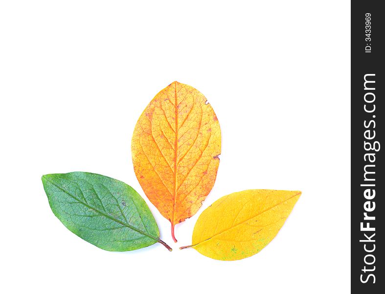 Three leaves of different colors composition