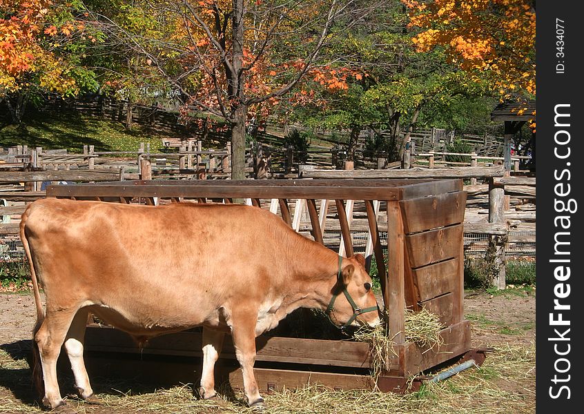 A brown cow eating from a trough on an autumn day. A brown cow eating from a trough on an autumn day