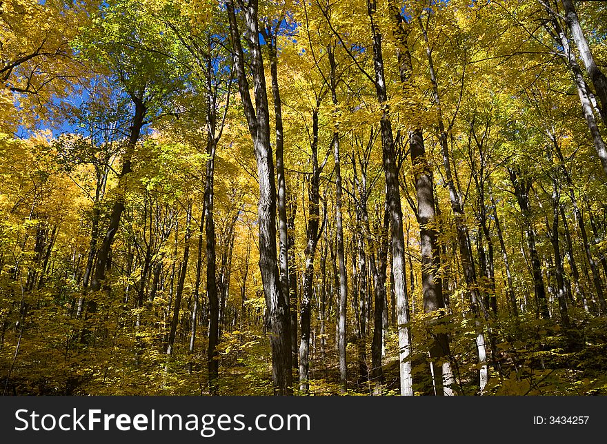 Canopy of a Maple forest in Autumn. Canopy of a Maple forest in Autumn