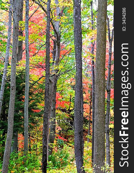 Tall colorful trees in a forest during autumn time. Tall colorful trees in a forest during autumn time