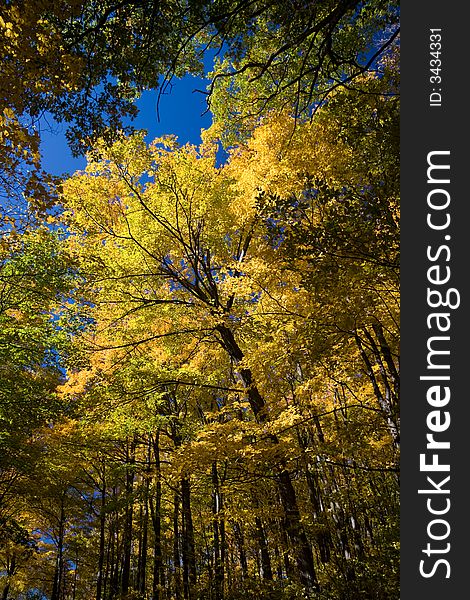 Canopy of a Maple forest in Autumn. Canopy of a Maple forest in Autumn