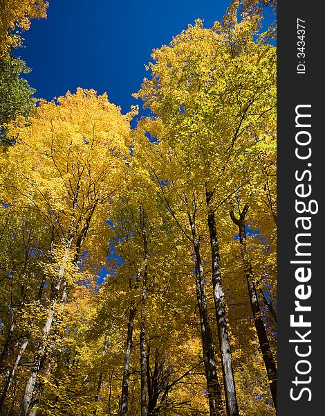 Canopy of a Maple forest in Autumn. Canopy of a Maple forest in Autumn