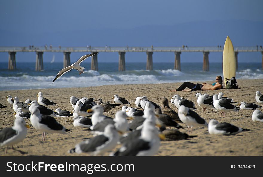 Sea Gulls and Surfers