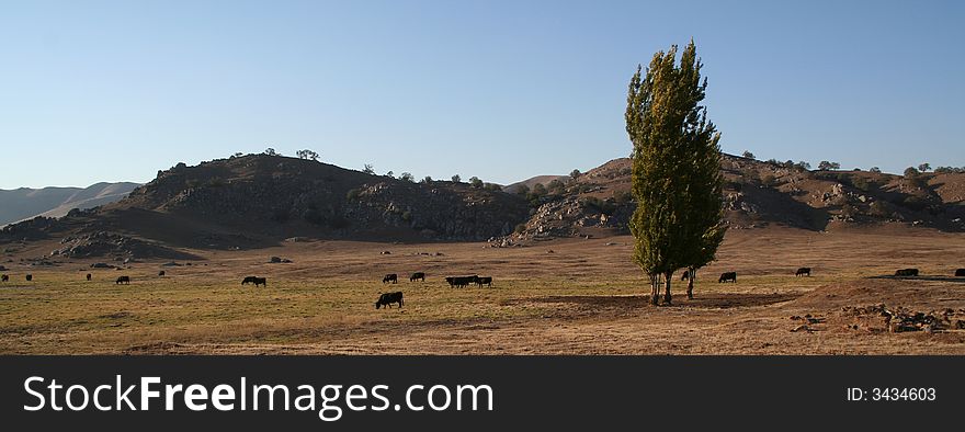 Cattle graze on open range grassland in the late afternoon. Cattle graze on open range grassland in the late afternoon.