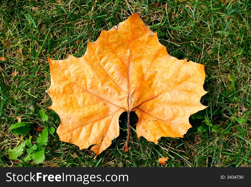 Yellow autumn leaf. Over green grass