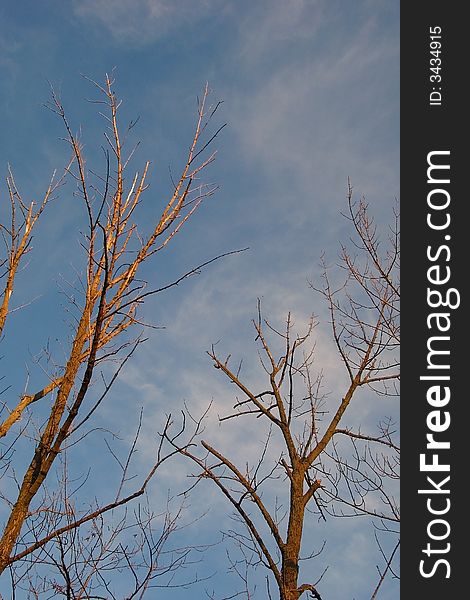 An image of bare trees in autumn.